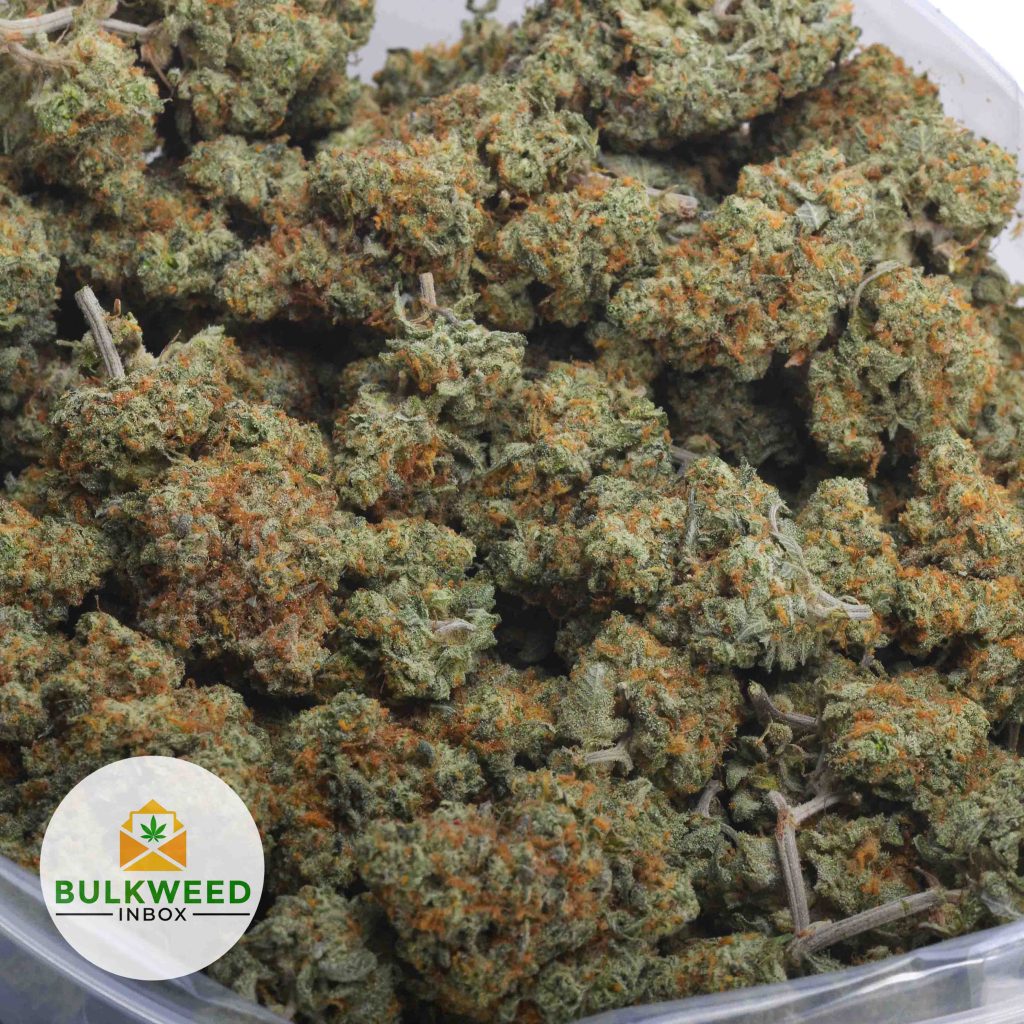 KING-KUSH-AA-2