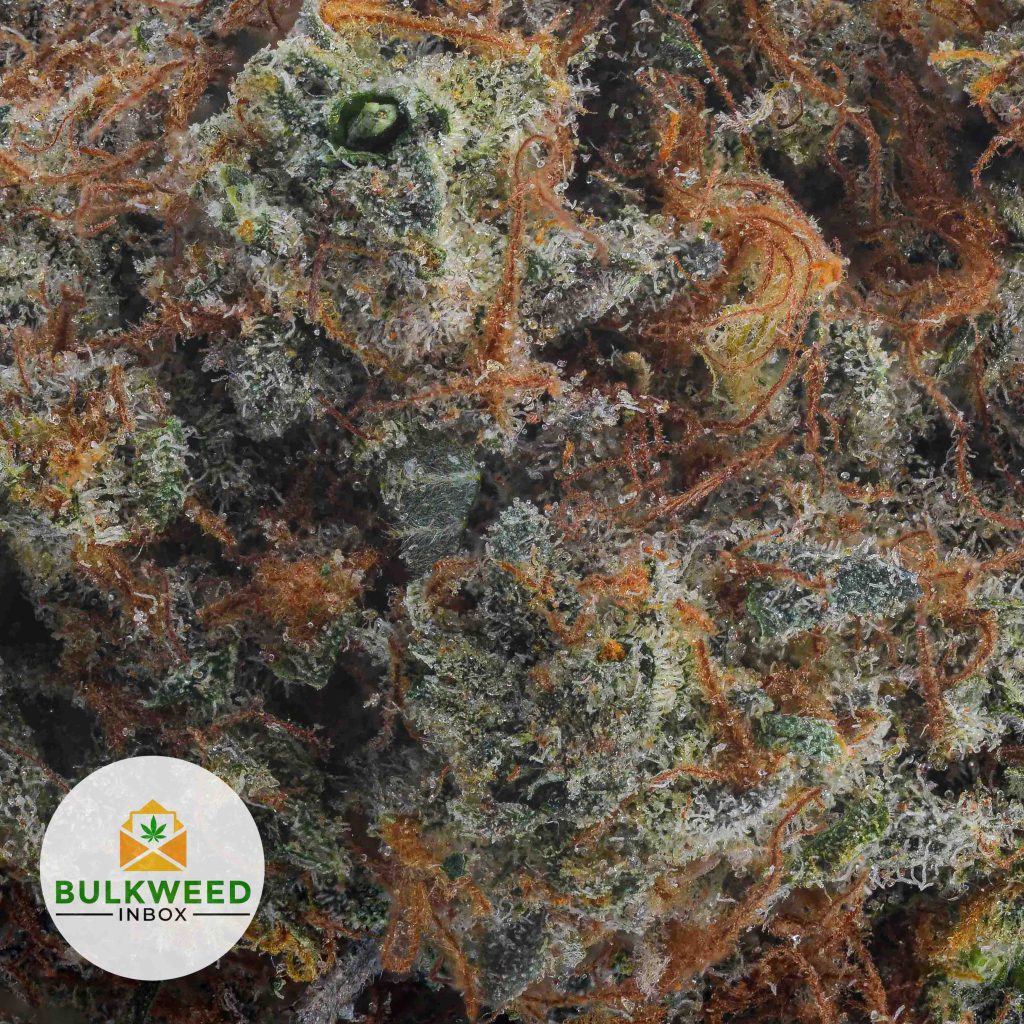 KING-KUSH-AA2-2
