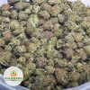 NYC-DIESEL-Budget-Bud-2
