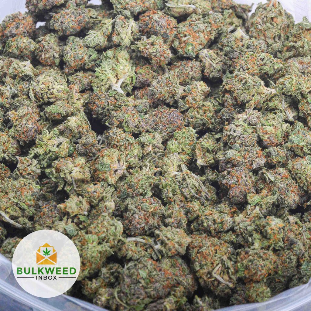 NYC-DIESEL-Budget-Bud-2