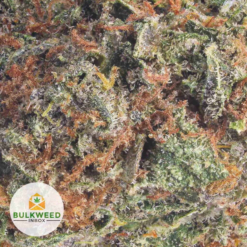 NYC-DIESEL-Budget-Bud1