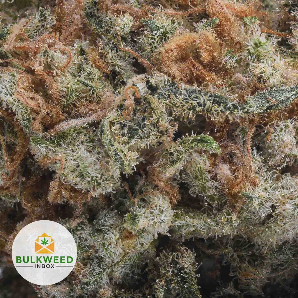 SILVER-HAZE-Budget-Bud2-2