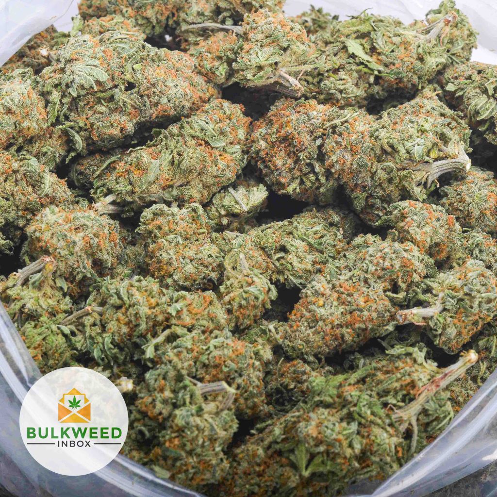 SNOW-WHITE-Budget-Bud-AAA-2