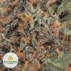 SNOW-WHITE-Budget-Bud-AAA2-2