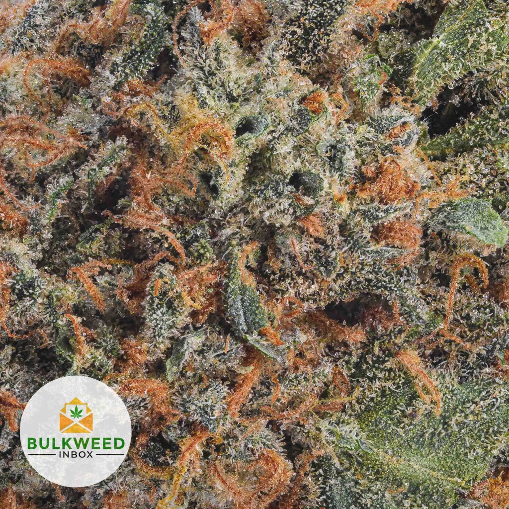 SNOW-WHITE-Budget-Bud-AAA2-2