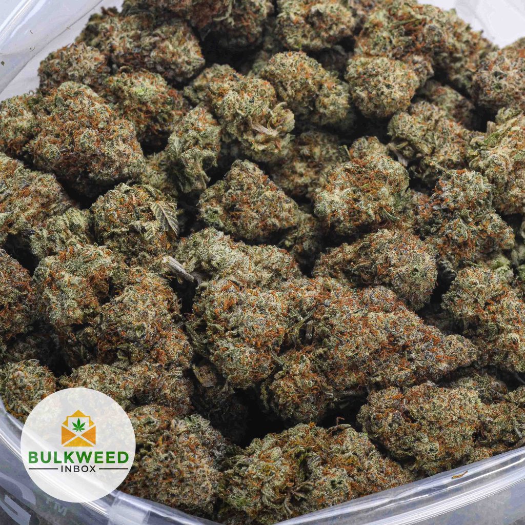 STARDAWG-AAA-3