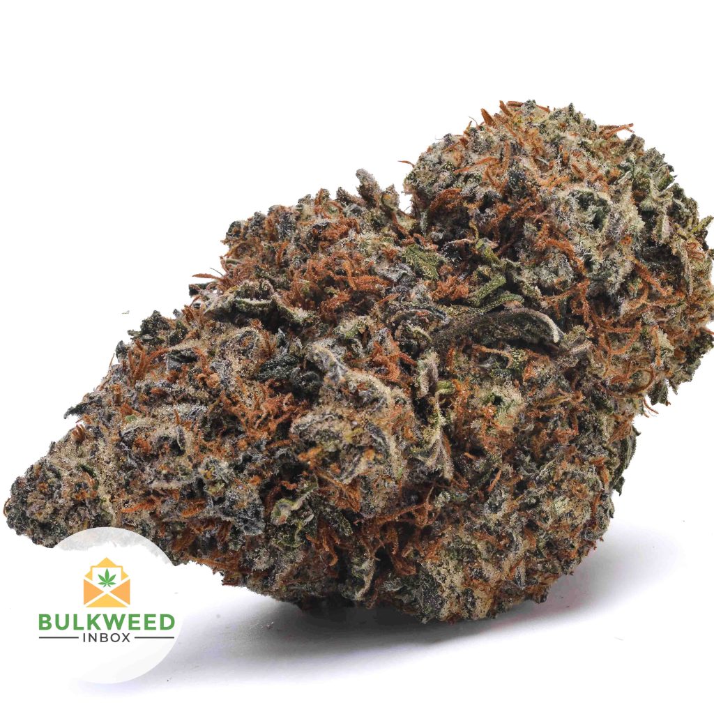 STARDAWG-AAA1-2