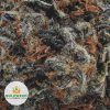 STARDAWG-AAA2-2