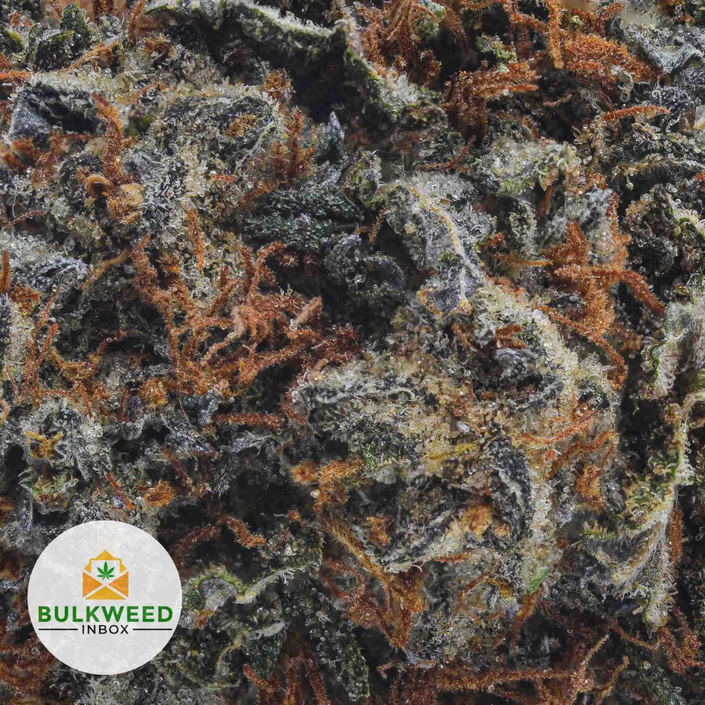 STARDAWG-AAA2-2