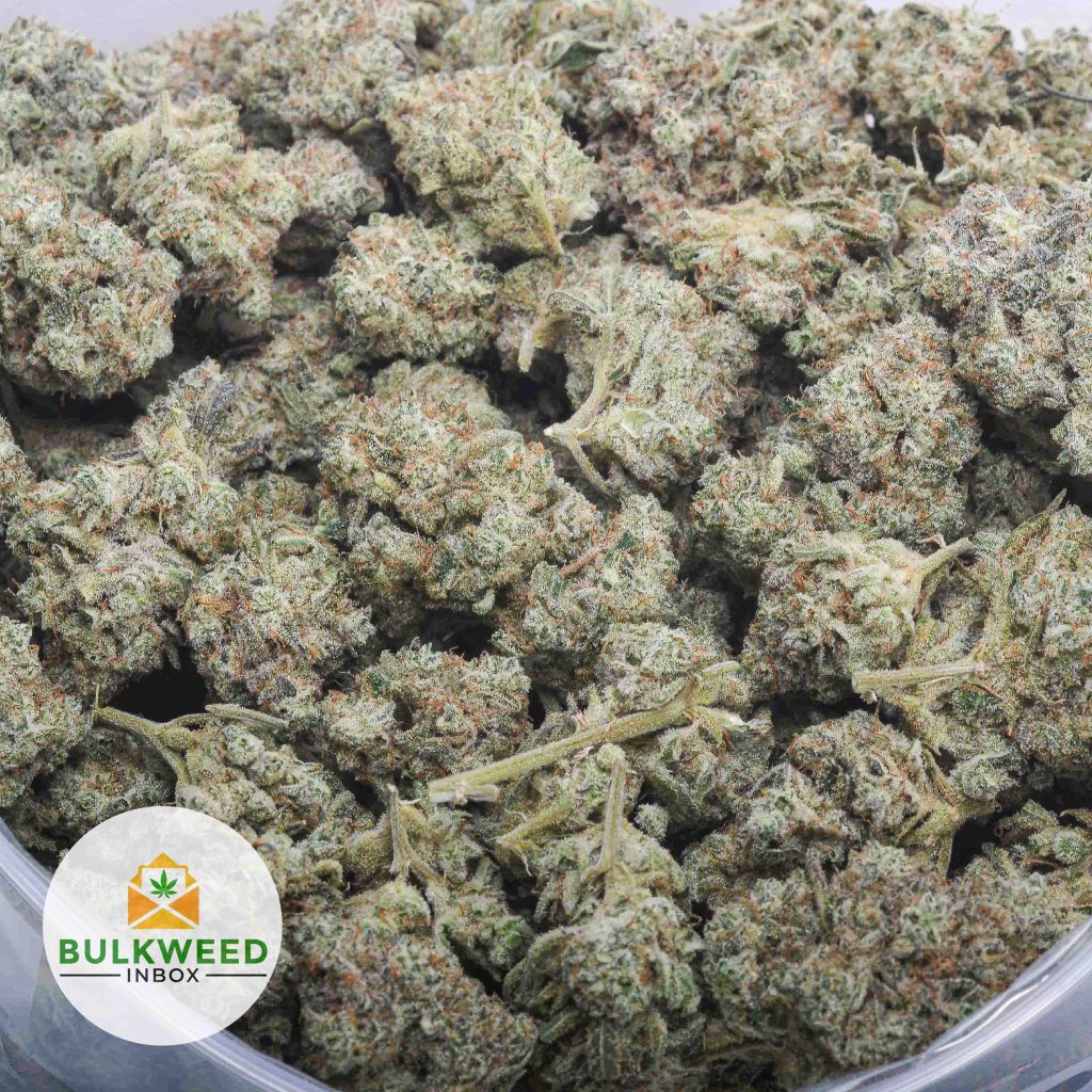 WHITE-HAZE-AAA-2